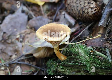 Hygrophoropsis rufa, auch Hygrophoropsis aurantiaca var. rufa genannt, allgemein bekannt als falsche Pfifferlinge, wilder Pilz aus Finnland Stockfoto