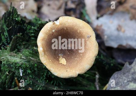 Hygrophoropsis rufa, auch Hygrophoropsis aurantiaca var. rufa genannt, allgemein bekannt als falsche Pfifferlinge, wilder Pilz aus Finnland Stockfoto