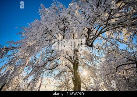 Die Bäume auf dem Hohenstaufenberg sind mit dichtem Frost bedeckt und schaffen an einem kalten Wintertag eine erhabene und abscheuliche Atmosphäre. Stockfoto