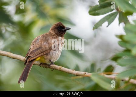 Dark-capped Bulbul - Pycnonotus tricolor, schöner gewöhnlicher Sitzvogel aus afrikanischen Gärten und Wäldern, Entebbe, Uganda. Stockfoto