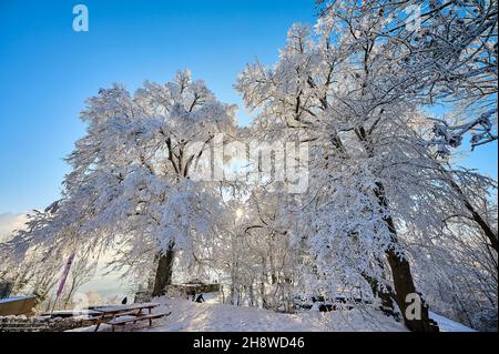 Die Bäume auf dem Hohenstaufenberg sind mit dichtem Frost bedeckt und schaffen an einem kalten Wintertag eine erhabene und abscheuliche Atmosphäre. Stockfoto