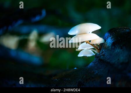 Nahaufnahme von Oudemansiella mucida, allgemein bekannt als Porzellanpilz. Stockfoto