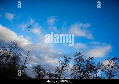 Posen, Wielkopolska, Polen. 2nd Dez 2021. In Polen waren die letzten Tage kalt. Es schneite beim ersten Mal. Letzte Nacht und heute Morgen war es windig. Auf dem Bild: linden Samen. (Bild: © Dawid Tatarkiewicz/ZUMA Press Wire) Stockfoto