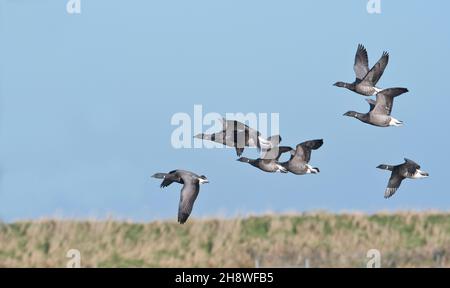 Ein kleiner Schwarm von acht brent-Gänsen (Branta bernicla) im Flug über dem RSPB Titchwell Marsh Reserve. Stockfoto