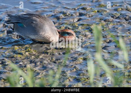 Drake oder männliche eurasische Teal (Anas crecca), die in schlammigem, flachem Wasser nach Nahrung tummeln Stockfoto