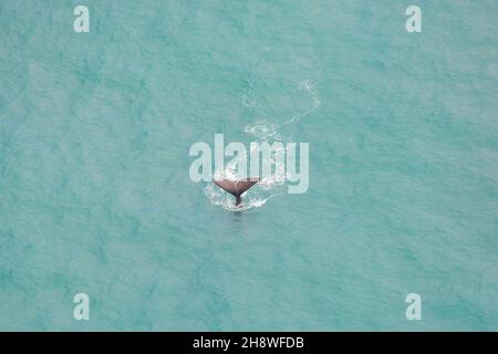 Fernes Bild eines Pottwals aus der Vogelperspektive. Kaikoura Walbeobachtung in Neuseeland. Stockfoto