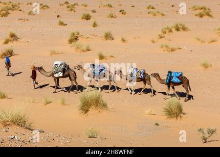 Berber führt eine Kamelkarawane durch die Sahara in Marokko Stockfoto