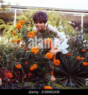 Die deutsche Schauspielerin Uschi Glas als Sängerin barfuß im Garten vor der TV Sendung 'Musik aus Studio B', Deutschland 1960er Jahre. Die deutsche Schauspielerin Uschi Glas als Sängerin vor der Fernsehsendung 'Musik aus Studio B', Deutschland 1960s. Stockfoto