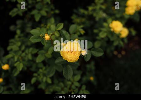 Gelbes Rosenmuster aus nächster Nähe. Schöner gelber Rosenbusch vor einem natürlichen Hintergrund im Frühling. Florale Tapete Stockfoto