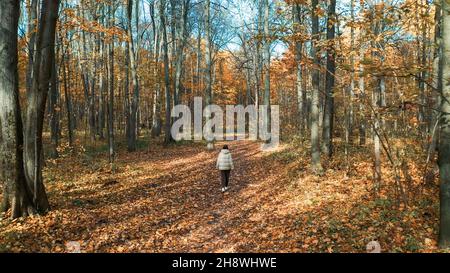 Frau von hinten, die in einem orangefarbenen Herbstwald spazierend ist. Gehen Sie auf einem Pfad mit herbstlichen Herbstblättern spazieren. Herbstpark oder Wald. Orangenbäume im Sonnenstrahl. Mädchen von hinten Stockfoto