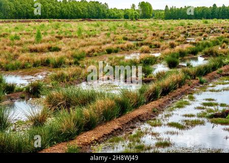 Mit Wasser gefüllte Drainage-Gräben in einem Moor zur Drainage für die Torfgewinnung Stockfoto