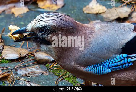 Nahaufnahme eines eichelhähers, Garrulus glandarius, der einen Walnusskern frisst Stockfoto