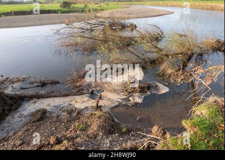 Schaum in Weidenbäumen und Erosion des Ufers des Flusses Towy gefangen Stockfoto