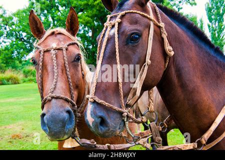 Gruppe von Pferden, San Antonio de Areco, Provinz Buenos Aires, Argentinien Stockfoto