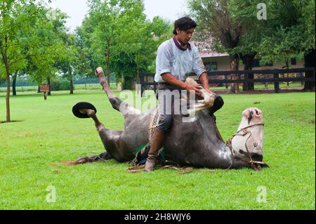 Argentinien: Gaucho demonstriert seine Fähigkeiten mit seinem Pferd, San Antonio de Areco, Provinz Buenos Aires, Argentinien Stockfoto