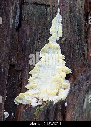 Antrodiella citrinella, auch Flaviporus citrinellus genannt, ein Polyporenpilz aus Finnland, kein gebräuchlicher englischer Name Stockfoto