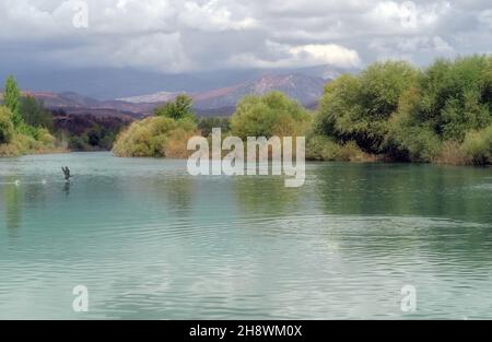 Schwimmende Vogel fliegt auf erstaunliche türkisfarbenen Bach in einer wunderschönen Landschaft mit Bäumen und Bergen. Malerische Gebirgsflusslandschaft. Schöner natürlicher Hintergrund für Ihr Design. Stockfoto