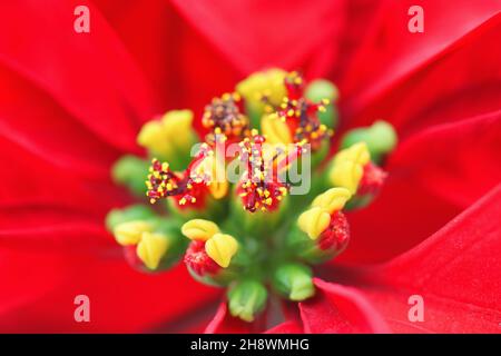 Weihnachtssterne blühen in der weihnachtszeit Stockfoto