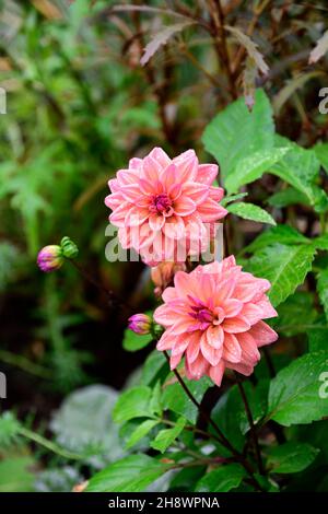 Dahlia American Dawn, Lachs rosa Pfirsich Aprikosen Blumen, Blüte, Blume, Garten, Gärten, floral, RM Floral Stockfoto