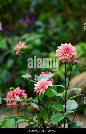 Dahlia American Dawn, Lachs rosa Pfirsich Aprikosen Blumen, Blüte, Blume, Garten, Gärten, floral, RM Floral Stockfoto