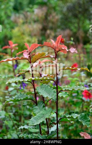 Photinia serratifolia Crunchy, immergrüner Baum, gezackte Blätter