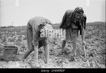 Okolice Warki, 1946. Pas zniszczeñ wojennych objêtych programmem Odbudowy Gospodarczej Terenów Zniszczonych po II wojnie œwiatowej. NZ. Kobiety przy pracy w polu. gr PAP/Bogus³aw Lambach Dok³adny miesi¹c i dzieñ wydarzenia nieustalone. Warka Area, 1946. Das Gebiet der zerstörten Flächen, das durch das Programm des wirtschaftlichen Wiederaufbaus der Gebiete abgedeckt wird, die bis WW2 zerstört wurden. Im Bild: Feldarbeiten. gr PAP/Boguslaw Lambach Stockfoto