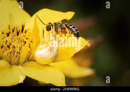 Misumena vatia Spinne, die eine kleine Biene frisst Stockfoto