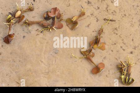 Mangrovenvermehrung im Sand am Rand des Flusses Gambia. Janjanbureh, die Republik Gambia. Stockfoto