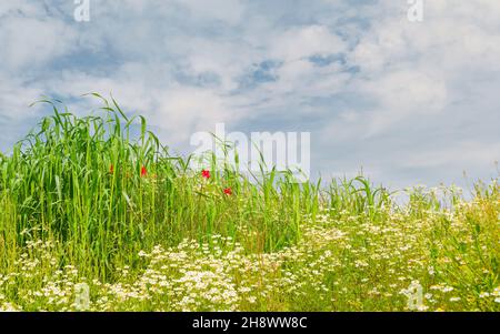 Wilde Blumen, Mohnblumen und Gänseblümchen scheinen an einem sonnigen Morgen entlang des Minster Way auf Land zu gedeihen, das heute ein modernes Wohngebiet ist, Beverley, Yorkshire, Großbritannien. Stockfoto