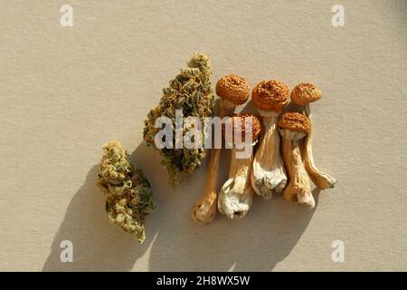 Layout von getrockneten Psilocybe-Pilzen und Marihuanaknospen auf Elfenbeingrund. Psychedelischer Ausflug, CBD-Erholung. Mikrodosierkonzept. Stockfoto