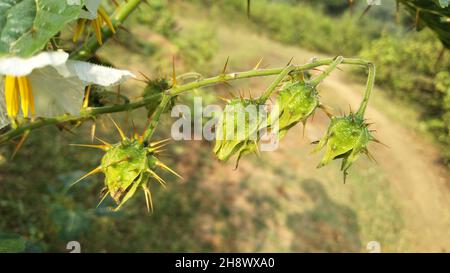 Solanum sisymbriifolium ist die Frucht einer stacheligen Pflanze. Stockfoto