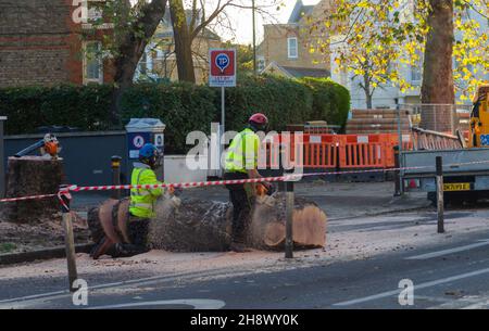 London, Großbritannien. 2nd Dez 2021. Der 100-jährige Baum wurde für die temporäre Radstraße in Chiswick gefällt. Eine alte Plane wird als Teil eines temporären Plans gefällt, der an einen Radweg auf der Chiswick High Road gebunden ist, trotz der Einwände von Anwohnern und Ratsmitgliedern, die eine mangelnde Konsultation behaupten. Kredit: Peter Hogan/Alamy Live Nachrichten Stockfoto