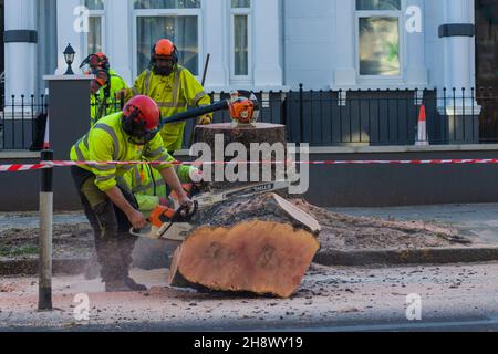 London, Großbritannien. 2nd Dez 2021. Der 100-jährige Baum wurde für die temporäre Radstraße in Chiswick gefällt. Eine alte Plane wird als Teil eines temporären Plans gefällt, der an einen Radweg auf der Chiswick High Road gebunden ist, trotz der Einwände von Anwohnern und Ratsmitgliedern, die eine mangelnde Konsultation behaupten. Kredit: Peter Hogan/Alamy Live Nachrichten Stockfoto