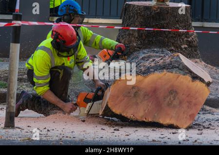 London, Großbritannien. 2nd Dez 2021. Der 100-jährige Baum wurde für die temporäre Radstraße in Chiswick gefällt. Eine alte Plane wird als Teil eines temporären Plans gefällt, der an einen Radweg auf der Chiswick High Road gebunden ist, trotz der Einwände von Anwohnern und Ratsmitgliedern, die eine mangelnde Konsultation behaupten. Kredit: Peter Hogan/Alamy Live Nachrichten Stockfoto