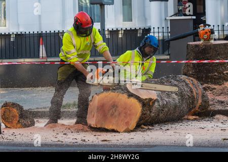 London, Großbritannien. 2nd Dez 2021. Der 100-jährige Baum wurde für die temporäre Radstraße in Chiswick gefällt. Eine alte Plane wird als Teil eines temporären Plans gefällt, der an einen Radweg auf der Chiswick High Road gebunden ist, trotz der Einwände von Anwohnern und Ratsmitgliedern, die eine mangelnde Konsultation behaupten. Kredit: Peter Hogan/Alamy Live Nachrichten Stockfoto