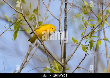 Ein kleiner, gelber Waldsänger, der an einem frühen Frühlingsmorgen auf einem Ast thront Stockfoto