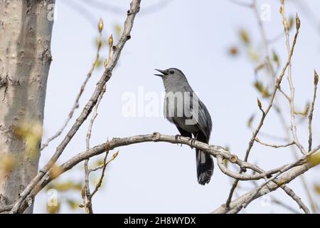 Ein kleiner grauer Katzenwels singt, während er an einem wolkigen Frühlingmorgen auf einem Ast thront Stockfoto