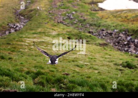 Brunnichs Guillemot (Uria lomvia) fliegt weg und fliegt weg von der Felsenkolonie zum Meer. Der Vogel fliegt aus der Vogelkolonie auf dem Franz-Josef-Land-Archipel, Stockfoto