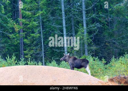 Ein junger Elch kam aus dem alten Nadelwald auf dem Territorium einer Baumschule Stockfoto