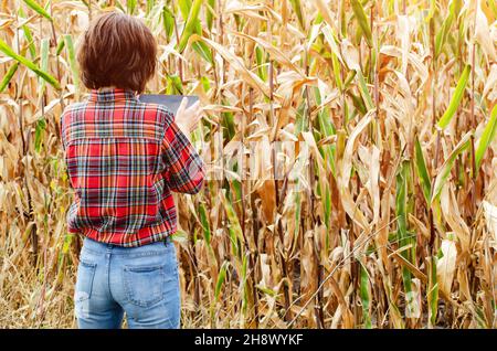 Mittlere Alter Brünette kaukasische weibliche Farm Arbeiter in einer Brille mit digitalen Tablette Inspektion Maisfeld sonnigen Sommertag Stockfoto