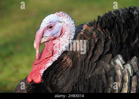 Die einheimische türkei (Meleagris gallopavo domesticus) ist ein großes Geflügel. Porträt einer türkei, die ihre letzten Stunden im Advent bis zum Weihnachtsessen verbringt. Stockfoto