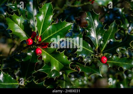 Zweig aus grünem Stechpalme und reifen roten Beeren Textur Hintergrund mit Kopieplatz für Text. Stockfoto