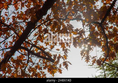 Herbsteiche Blätter gegen den Himmel Stockfoto