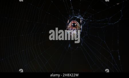 Gefleckter Orbis-Weber Spinne Neoscona crucifera im Netz Stockfoto