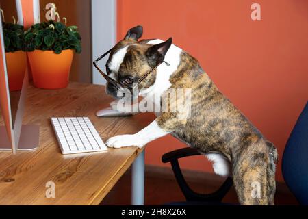 Netter Boston Terrier mit Brille funktioniert am Computer wie eine Person Stockfoto