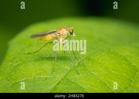 Kleine Dolichopodidae fliegen auf einem grünen Blatt und verschwommenem Hintergrund auf der Suche nach einer Beute Stockfoto