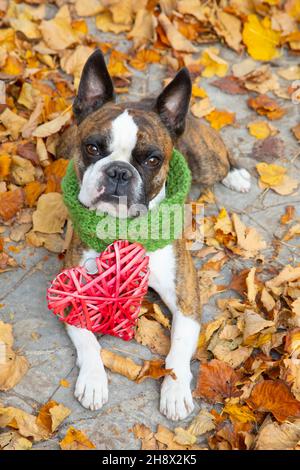 Lustiger Boston Terrier in einem Schal mit einem roten Herzen ein Herbstpark umgeben von gelben Blättern Stockfoto