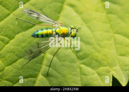 Draufsicht auf eine langbeinige Fliege mit metallisch-grüner Farbe und Kopierraum Stockfoto