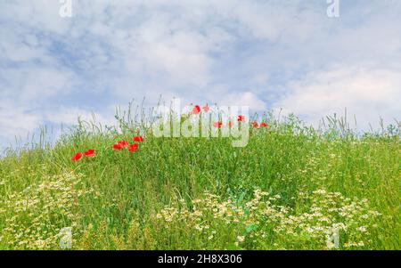 Wilde Blumen, Mohnblumen und Gänseblümchen gedeihen an einem schönen sonnigen Morgen entlang des Minster Way auf dem Land, das heute ein modernes Wohngebiet ist, Beverley, Yorkshire, Großbritannien. Stockfoto