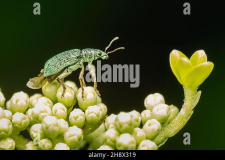 Kleines grünes Blatt-Weevil, das auf einigen Blumen auf dunklem Hintergrund mit Kopierraum ruht Stockfoto